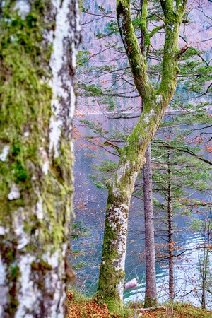 Grenn moss on the treesの写真素材