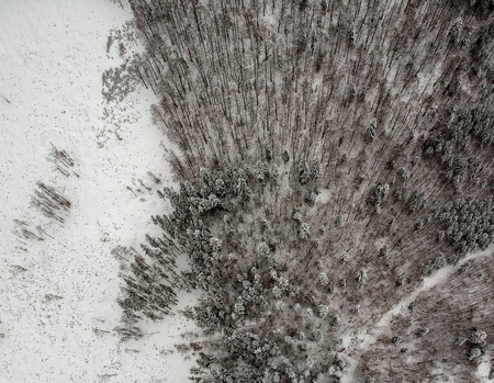 Aerial view of snowy trees in the mountainsの写真素材