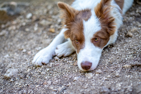 Brown border collie dog sitting on the groundの写真素材