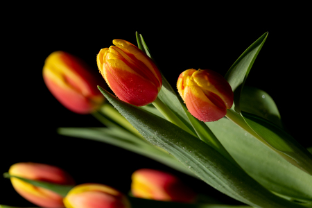 Beautiful orange and red tulip on black backgroundの写真素材