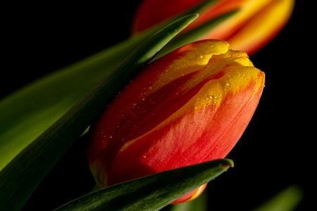 Beautiful orange and red tulip on black backgroundの写真素材