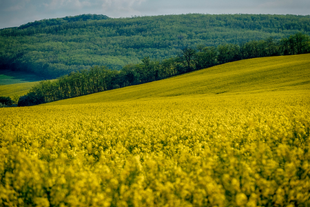 Yellow rapeseed field in bloom at springの写真素材