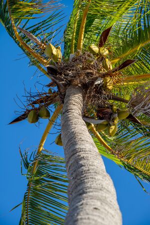 Palm tree and blue sky from low angle in Key West, Floridaの写真素材