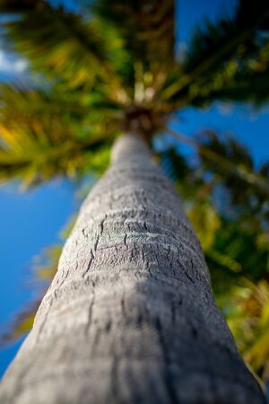 Palm tree and blue sky from low angle in Key West, Floridaの写真素材