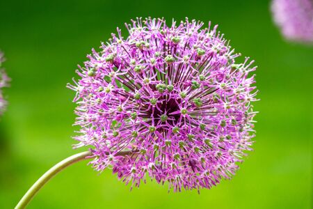 Giant purple allium flower on a fieldの写真素材