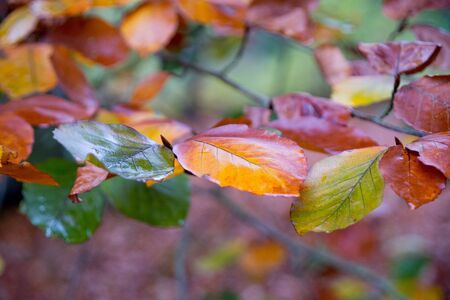 Colorful leaves in the autumn forestの写真素材