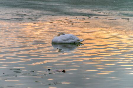 Image of a white swan bird on the waterの写真素材