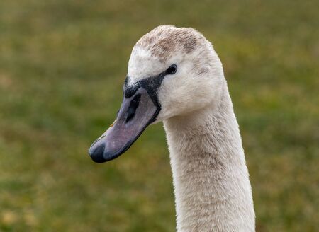 Image of a young, white swan birdの写真素材