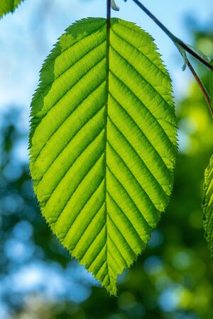 Fresh green leaf of a tree at springの写真素材