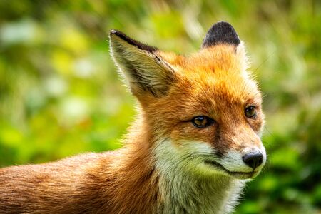 Portrait of a red fox, Vulpes vulpes on a green backgroundの写真素材
