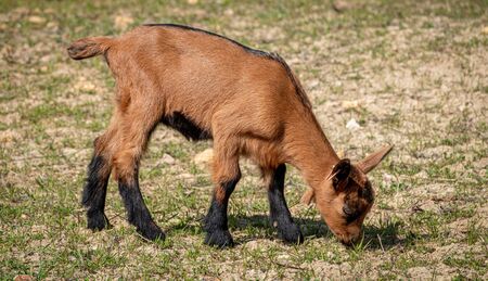 Young brown goat in grass fieldの写真素材