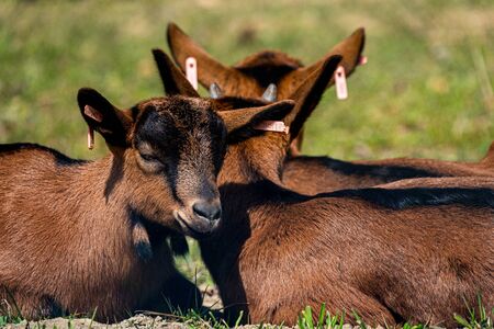 Young brown goat in grass fieldの写真素材