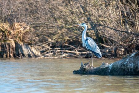 Beautiful grey heron on a lakeの写真素材