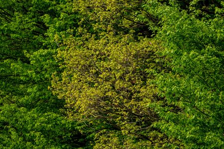 Beautiful nature at spring in the forestの写真素材