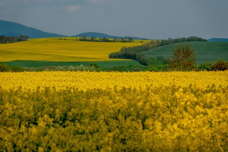 Yellow rapeseed field in bloom at springの写真素材