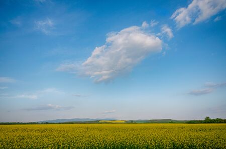 Yellow rapeseed field in bloom at springの写真素材