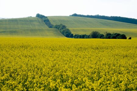 Yellow rapeseed field in bloom at springの写真素材