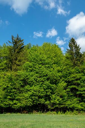Beautiful nature at spring in the green forestの写真素材