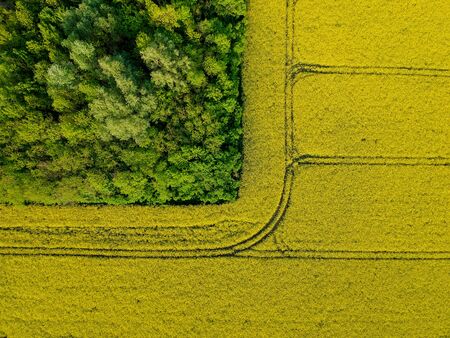 Yellow rapeseed field in bloom at springの写真素材