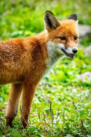 Portrait of a red fox, Vulpes vulpes on a green backgroundの写真素材