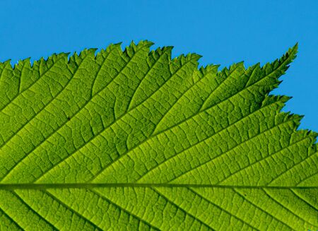 Fresh green leaf of a tree at spring