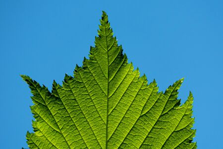 Fresh green leaf of a tree at spring