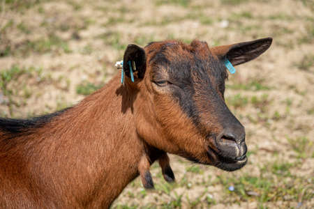 Young brown goat in grass field at springの写真素材