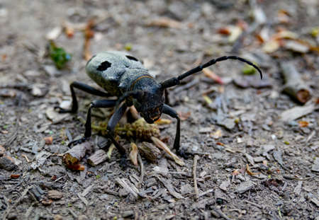 The close-up of the Rosalia longicorn, Rosalia alpina or Alpine longhorn beetleの写真素材
