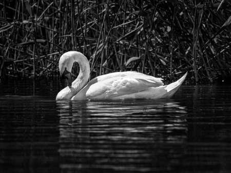 Swan swimming on water in black and whiteの写真素材