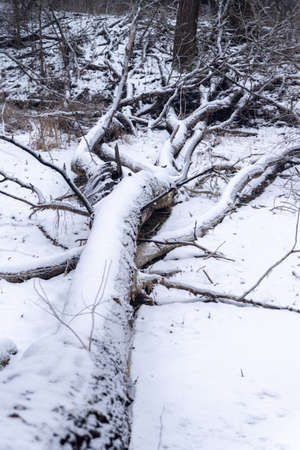 Snow on a dead tree at winterの写真素材