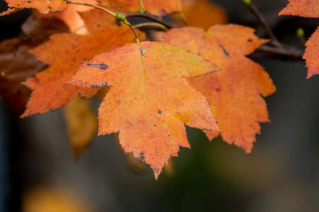 autumn leaves, very shallow focusの写真素材
