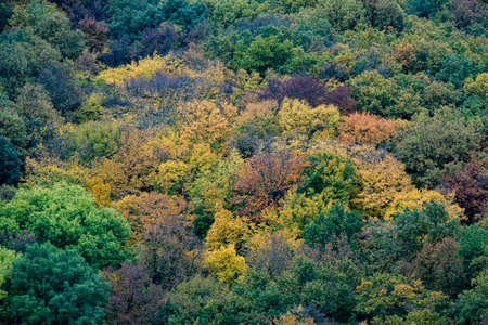 Aerial view of beautiful orange and red autumn forestの写真素材