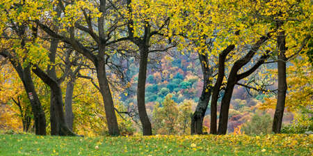 Collection of Beautiful Colorful Autumn trees