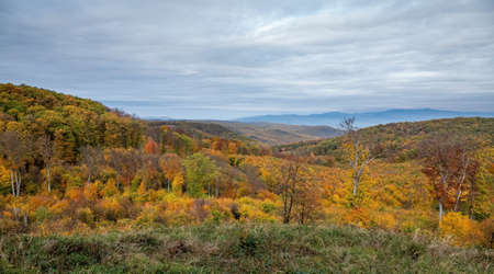 View of beautiful orange and red autumn forestの写真素材