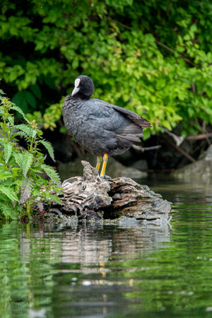 The Eurasian coot, Fulica atra, also known as the common coot, or Australian coot, is a member of the bird family, the Rallidaeの写真素材