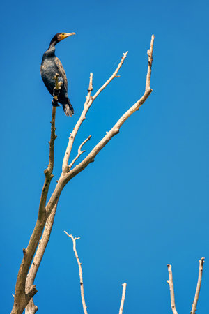 Great cormorant Phalacrocorax carbo , also known as the great black cormorantの写真素材