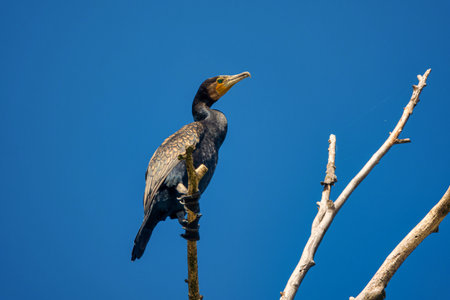 Great cormorant Phalacrocorax carbo , also known as the great black cormorant