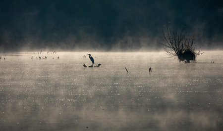 Silhouette of gray heron standing on coastline at beautiful sunrise with fog over waterの写真素材
