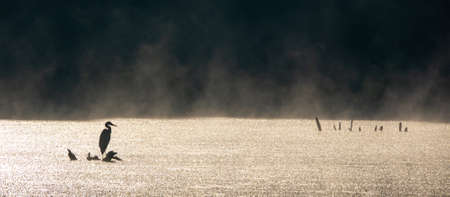 Silhouette of gray heron standing on coastline at beautiful sunrise with fog over waterの写真素材
