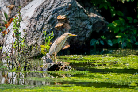 Little Bittern resting on the branch, Ixobrychus minutus
