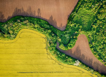 Yellow rapeseed field in bloom at springの写真素材