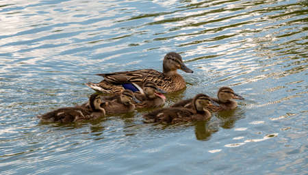 Family of ducks, mother Mallard and ducklingsの写真素材