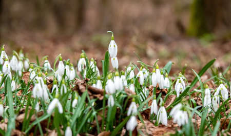 Spring snowdrop flowers blooming in the forestの写真素材