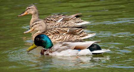 Male and female ducks on a lake at springの写真素材