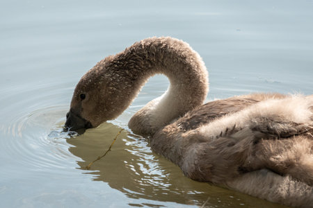 Young swan in the lake at springの写真素材