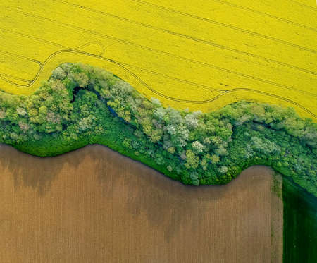 Yellow rapeseed field in bloom at springの写真素材