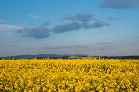Yellow rapeseed field in bloom at springの写真素材