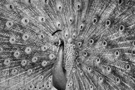 Portrait of beautiful peacock with feathers out in black and whiteの写真素材