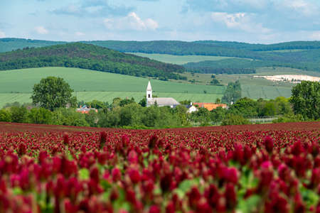 Idyllic landscape and a flowering crimson clover farmlandの写真素材