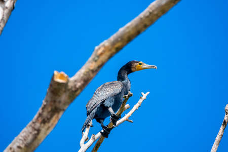 Great cormorant Phalacrocorax carbo , also known as the great black cormorantの写真素材